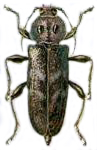 Käfer